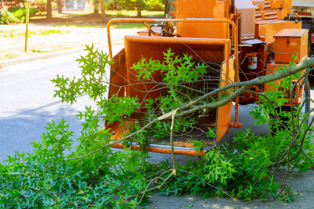 Dead Tree Removal in Churchill, PA